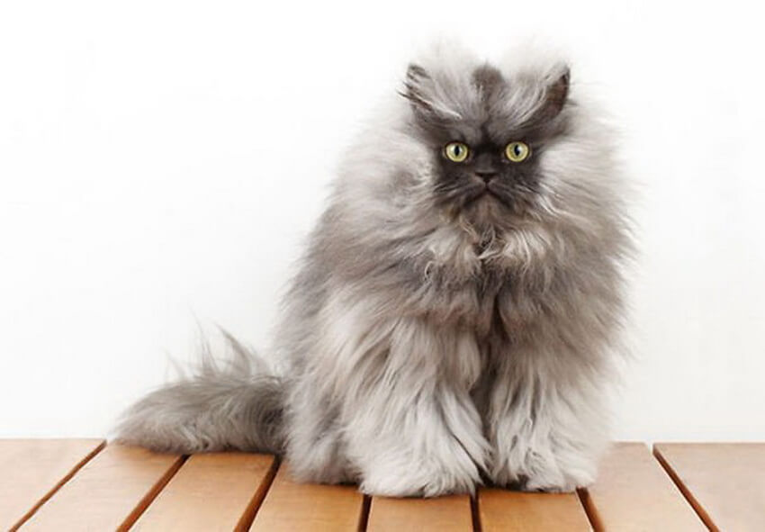 Какую машинку выбрать для стрижки кошек с густой шерстью — Статьи: ГрумерШоп